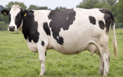 What Causes Bloat in Cattle?