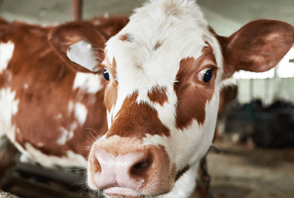 Is Flaxseed Oil Good for Beef & Dairy Cattle?