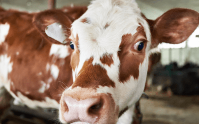 Is Flaxseed Oil Good for Beef & Dairy Cattle?