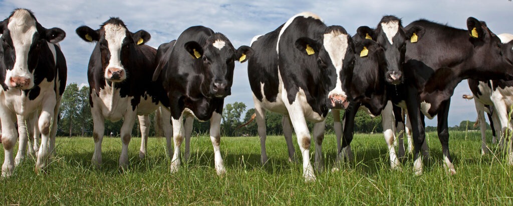 Flaxseed Oil for cattle