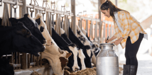 Flaxseed Oil for dairy cows