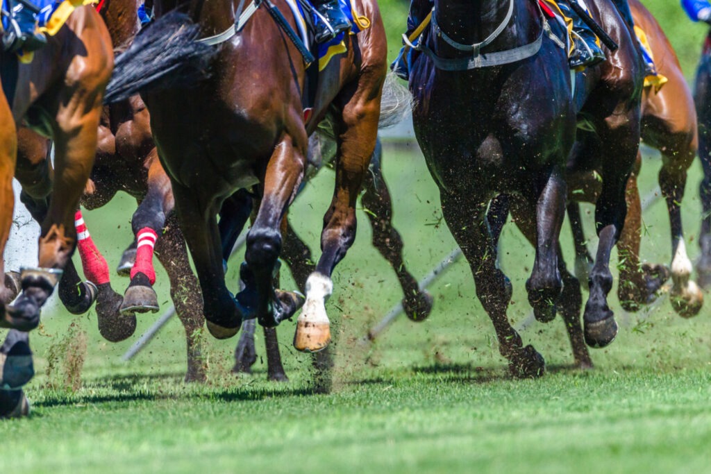 Flaxseed Oil for Horses